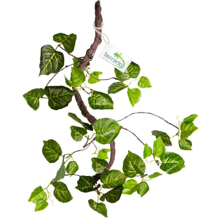 Rośliny do terrarium